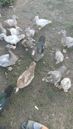 Rate mute de diferite culori - imagine 3