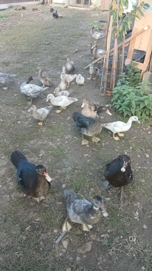 Rate mute de diferite culori