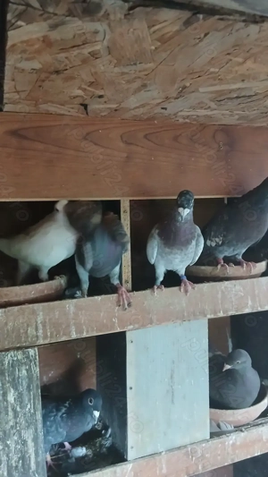 Porumbei de culori rare - imagine 2