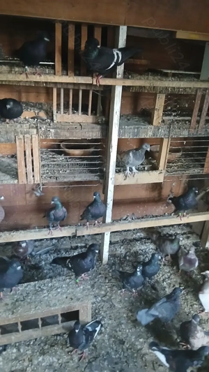 Porumbei de culori rare - imagine 3