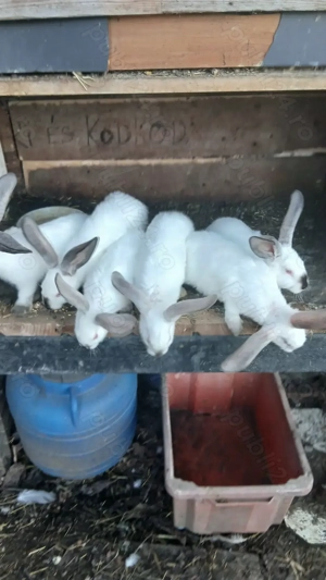 Iepurasi de mai multe rase - imagine 2