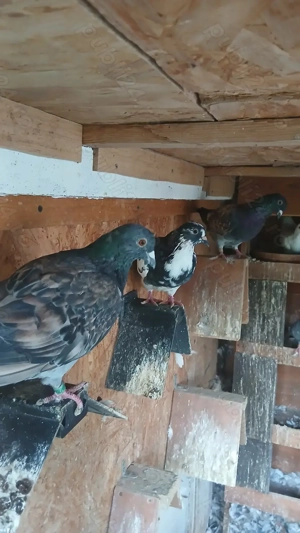 Porumbei de culori rare