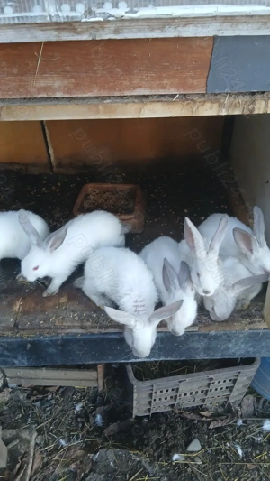 Iepurasi de mai multe rase - imagine 3