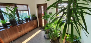 Vand casa in Câmpina,  zona cartier Muscel - imagine 7