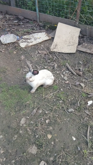 Iepurasi de mai multe rase - imagine 4