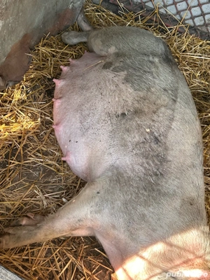 Purcea a doua fatare - imagine 4