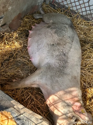 Purcea a doua fatare - imagine 2