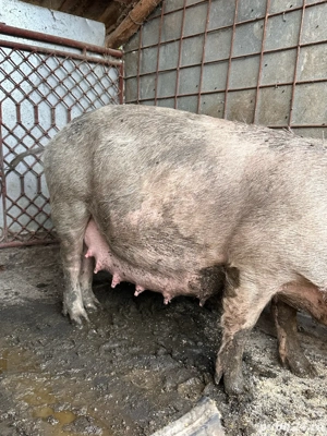 Purcea a doua fatare - imagine 3