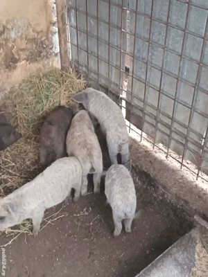 Vand purcei mangalita .