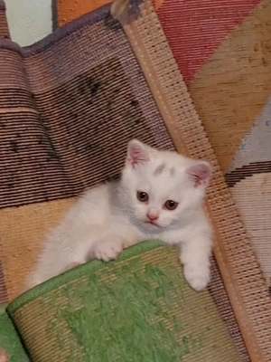 Pisoiaș british White  - imagine 4 Pisoiaș british White  - imagine 4