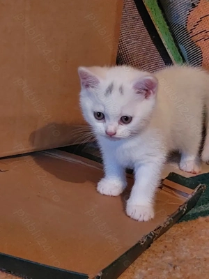 Pisoiaș british White  - imagine 2 Pisoiaș british White  - imagine 2