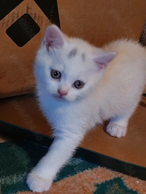 Pisoiaș british White  - imagine 5 Pisoiaș british White  - imagine 5