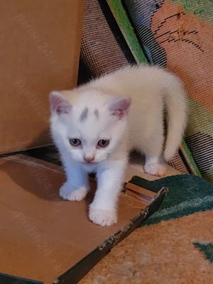 Pisoiaș british White  - imagine 3 Pisoiaș british White  - imagine 3