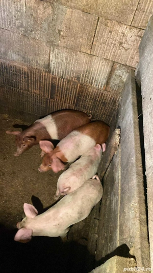 purcei de vânzare 