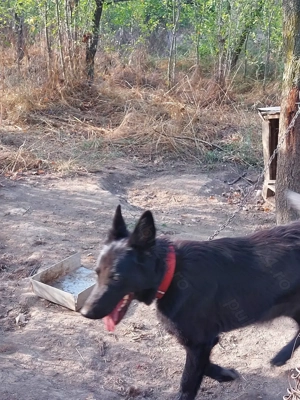 Cățelușa din rasa ciobănesc alsalcian  - imagine 3 Cățelușa din rasa ciobănesc alsalcian  - imagine 3