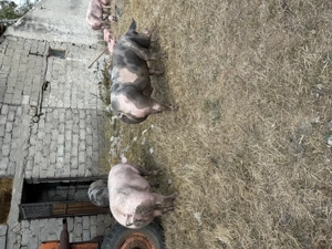 Porci de carne crescuți natural  - imagine 4