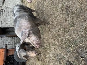 Porci de carne crescuți natural  - imagine 3