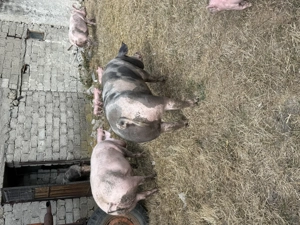 Porci de carne crescuți natural  - imagine 2