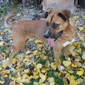 Caine pentru adoptie - imagine 4