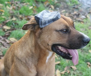 Caine pentru adoptie - imagine 3