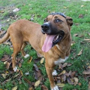 Caine pentru adoptie - imagine 5