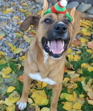 Caine pentru adoptie - imagine 2