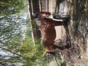 De vănzare 2 cai  - imagine 3