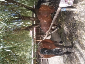 De vănzare 2 cai  - imagine 4