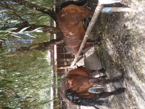 De vănzare 2 cai  - imagine 5