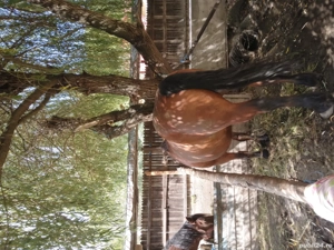 De vănzare 2 cai  - imagine 2