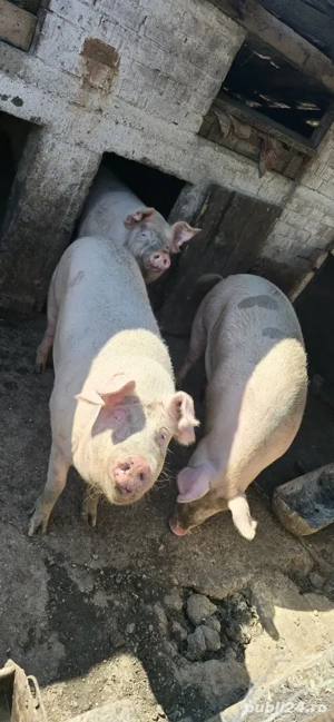 porci de vanzare - imagine 2