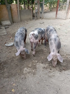 Vand porci (grasuni) - rasa de carne