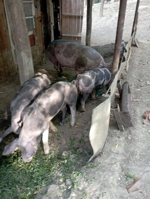 Vand porci (grasuni) - rasa de carne - imagine 2