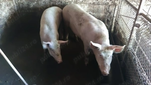 Porc de casă la vânzare 