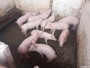 Vînd purcei  - imagine 2 Vînd purcei  - imagine 2