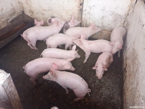 Vînd purcei  - imagine 3 Vînd purcei  - imagine 3