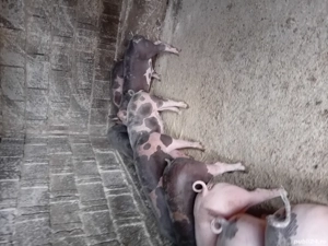 De vanzare purcei ! - imagine 2