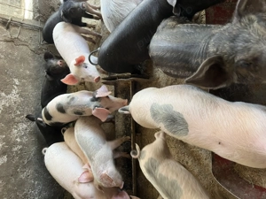 Purcei de vânzare MĂRUNȚEI OLT - imagine 5