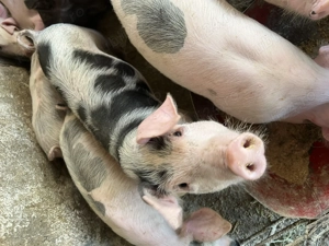 Purcei de vânzare MĂRUNȚEI OLT - imagine 2