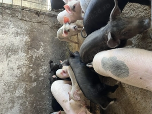 Purcei de vânzare MĂRUNȚEI OLT - imagine 4