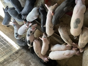 Purcei de vânzare MĂRUNȚEI OLT - imagine 3