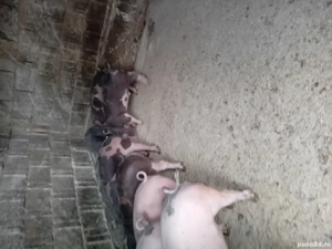 De vanzare purcei ! - imagine 3