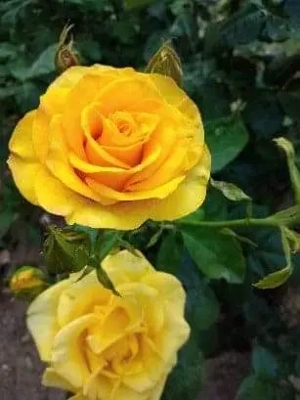 Casa de vanzare - imagine 2