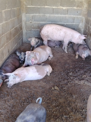 Porci și purcei de vanzare.