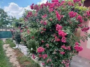 Casa de vanzare - imagine 3