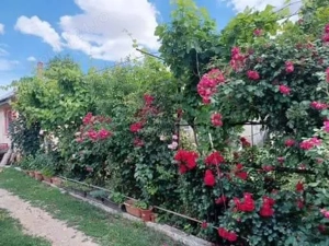 Casa de vanzare - imagine 6