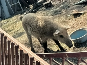 Vier mangalita de vanzare - imagine 3 Vier mangalita de vanzare - imagine 3