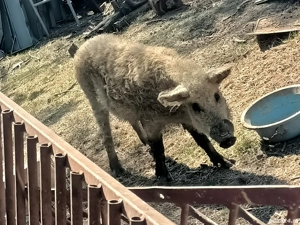 Vier mangalita de vanzare - imagine 4 Vier mangalita de vanzare - imagine 4