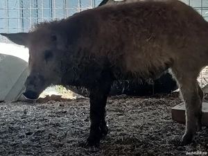 Vier mangalita de vanzare