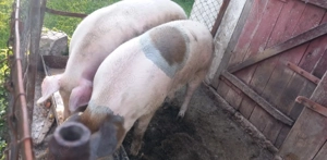 Vând porc pentru sacrificare - imagine 2